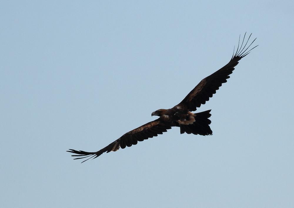An adult wedge tailed eagle soaring in the sky - a significant symbol for the de Lacy clan - photo by Geoff Park